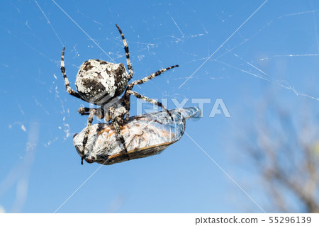European Garden Spider, Araneus Diadematus or Cross spider with pray in spider web 55296139