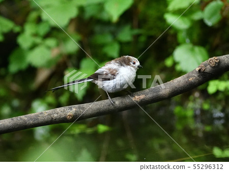 Shienaga幼鳥 Shienaga幼鳥 55296312