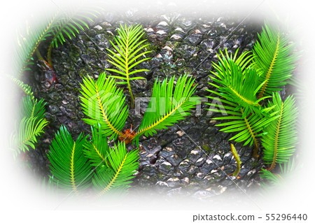 Cycad new leaves 55296440