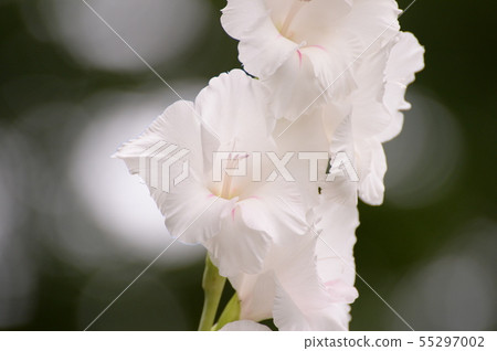 清潔圖白色唐菖蒲 55297002