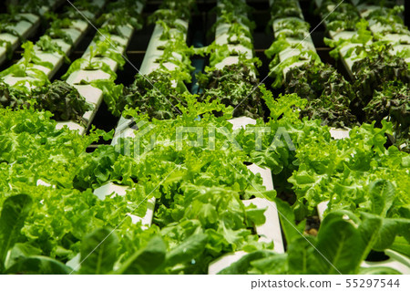 Organic hydroponic vegetable farm 55297544