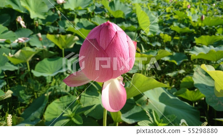 蓮花芽 蓮花芽 55298880