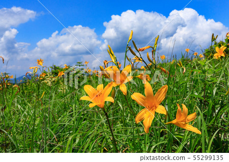 Kirigamine Nikko Kishge (Nagano Prefecture) 55299135