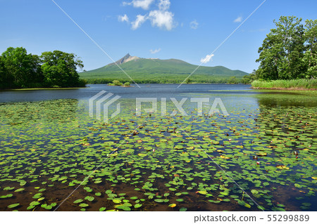 Taking a picture of the summer landscape of lotus and Komagatake floating on the lake surface in sunny Nanaicho Onuma Park 55299889
