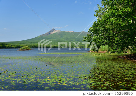 在晴朗的Nanaicho大沼公園拍攝漂浮在湖面上的蓮花和Komagatake夏天風景的照片 在晴朗的Nanaicho大沼公園拍攝漂浮在湖面上的蓮花和Komagatake夏天風景的照片 55299890