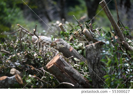 Mixed trees felled Mixed trees felled 55300027