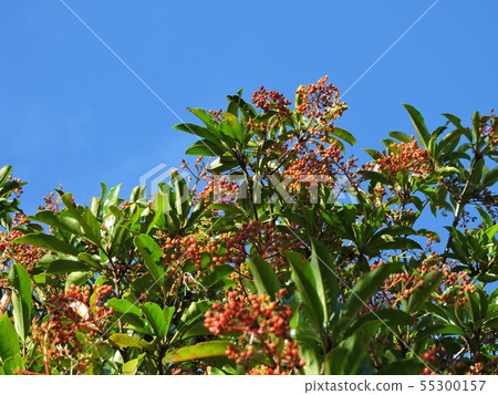 Fruit of coral roe Fruit of coral roe 55300157