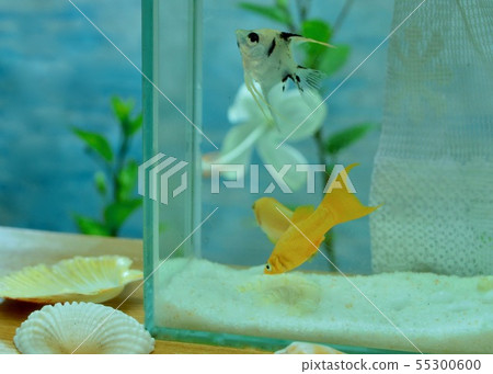  在炎熱的夏日，我感覺很酷 55300600