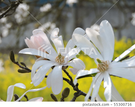 星花木蘭 星花木蘭 55300716