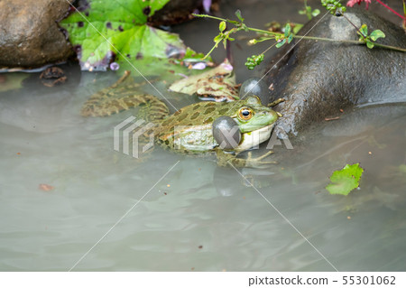 A large green frog sits in water A large green frog sits in water 55301062