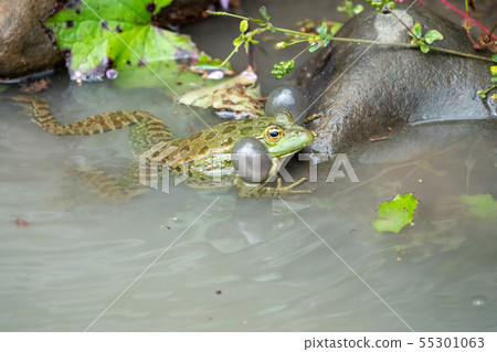 A large green frog sits in water A large green frog sits in water 55301063