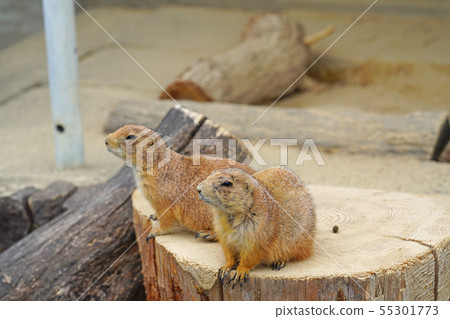 Prairie dog 55301773