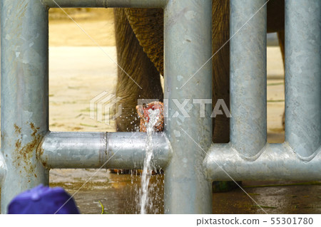 Image of drinking water of hose using nose 55301780