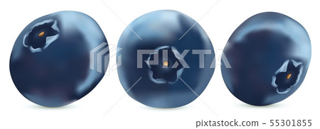 Forest berry. 3d realistic blueberry on white background. Icons blueberry close up. Vector 55301855