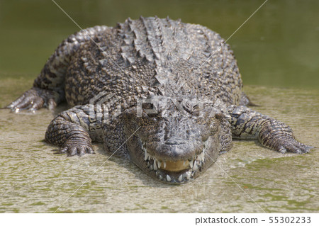 Closeup chapters of the crocodiles. 55302233