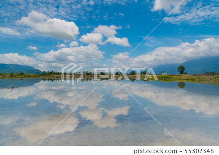 Sky mirror, Tambo rice field, Early summer rice field, Rice field under blue sky, Taiwan Taitung Pond, Taiwan tourist area 55302348