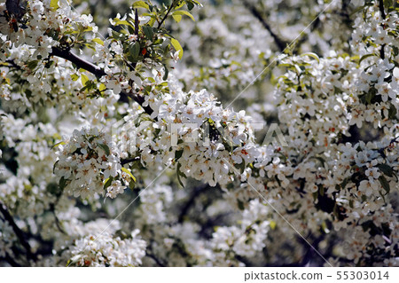 Zumi flower in full bloom 55303014