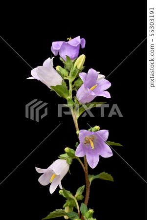 Campanula 55303191