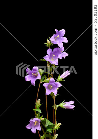 Campanula 55303192