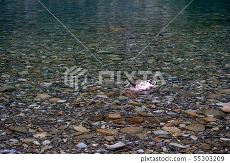 Duck swimming in the Otogawa Duck swimming in the Otogawa 55303209
