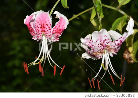 New Canopy lily and Old Canopy lily New Canopy lily and Old Canopy lily 55303858