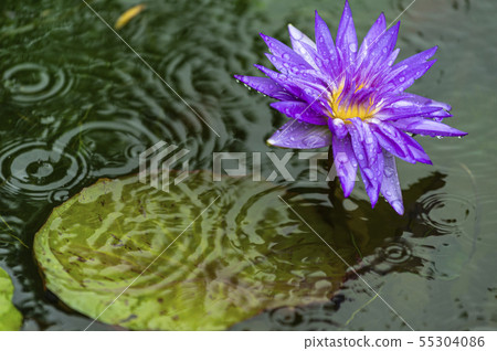 Lotus landscape 55304086