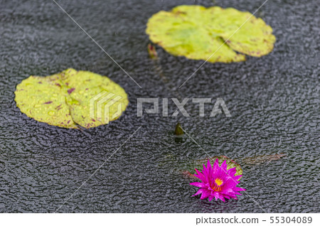 蓮花景觀 55304089