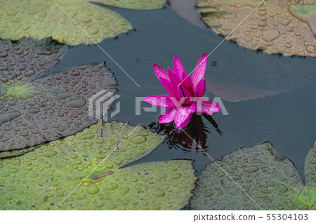 蓮花景觀 55304103