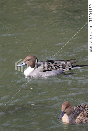 Onagaramo (male) 55304320