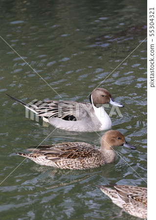 Long-eared duck (male and female) 55304321