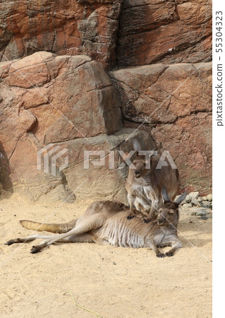 Human-like black kangaroo 55304323