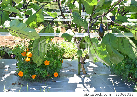 Fruitful eggplant field 55305335
