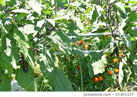 Fruitful eggplant field 55305337