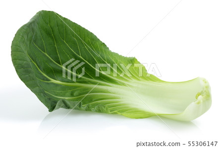 Bok Choy or Chinese cabbage isolated Bok Choy or Chinese cabbage isolated 55306147