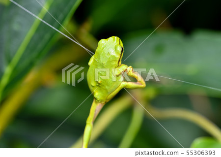 Tree frog 55306393