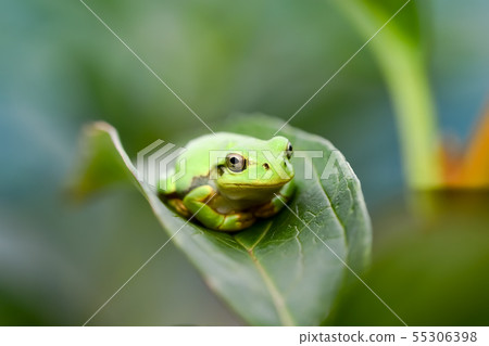 Tree frog Tree frog 55306398