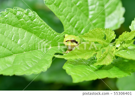Tree frog Tree frog 55306401