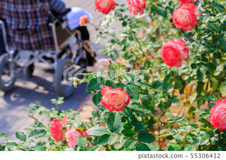Person in wheelchair with rose flower Person in wheelchair with rose flower 55306412