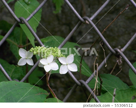 海馬在籬笆上 55306512