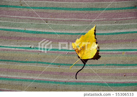 Yellow birch leaf on striped background Yellow birch leaf on striped background 55306533