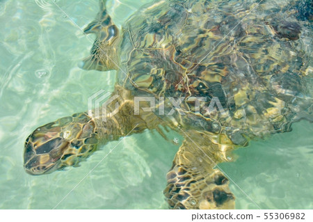Sandbar sea turtle Sandbar sea turtle 55306982