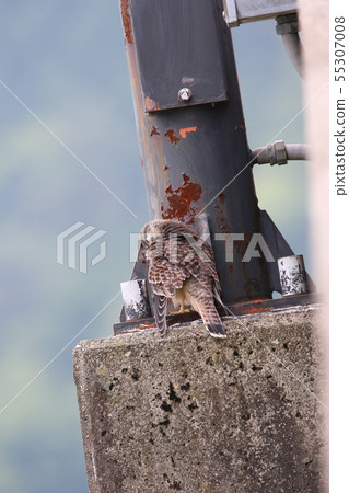 紅隼的巢站立 紅隼的巢站立 55307008