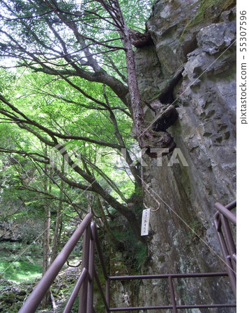 嚴格的山谷癒合森林 55307596