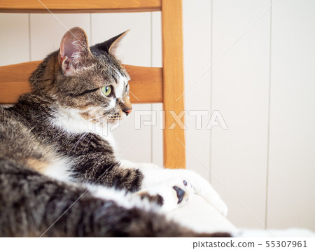 貓在沙發上 貓在沙發上 55307961