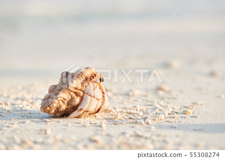 Hermit Crab on a beach Hermit Crab on a beach 55308274