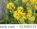 蜜蜂和油菜花 55308319