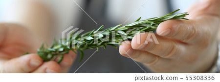 Male Hands Holding Green Rosemary Ingredient 55308336