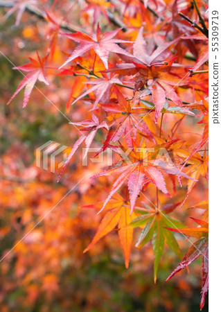 japan beautiful maple leaf travel background maple maple leaf 55309719