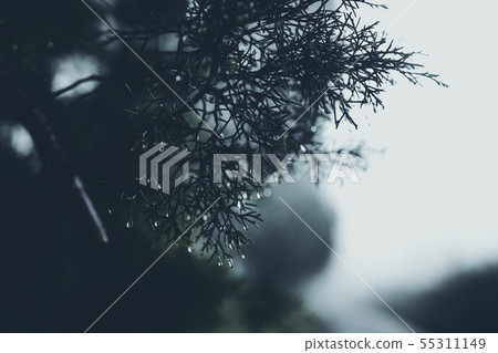 In the mist and rain forest, darkness In the mist and rain forest, darkness 55311149