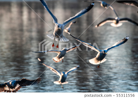 Sea gull morning fly city scape cold air nature  55311556